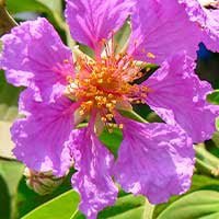 GlycoMute Ingredients